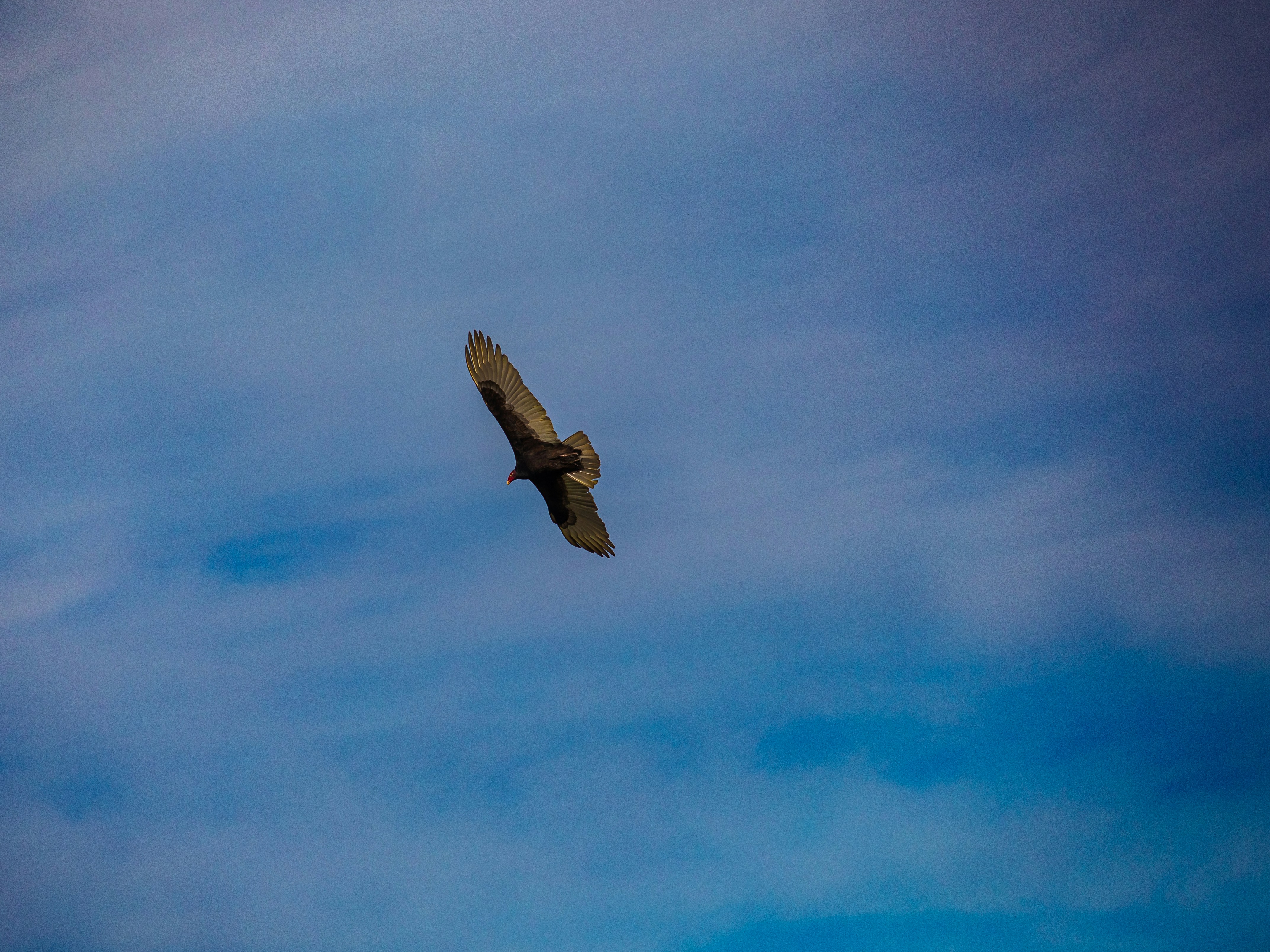 Un grande uccello che vola attraverso un cielo blu nuvoloso
