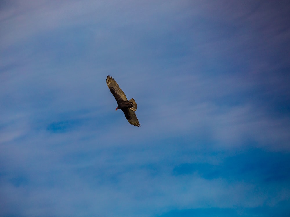 Un grande uccello che vola attraverso un cielo blu nuvoloso