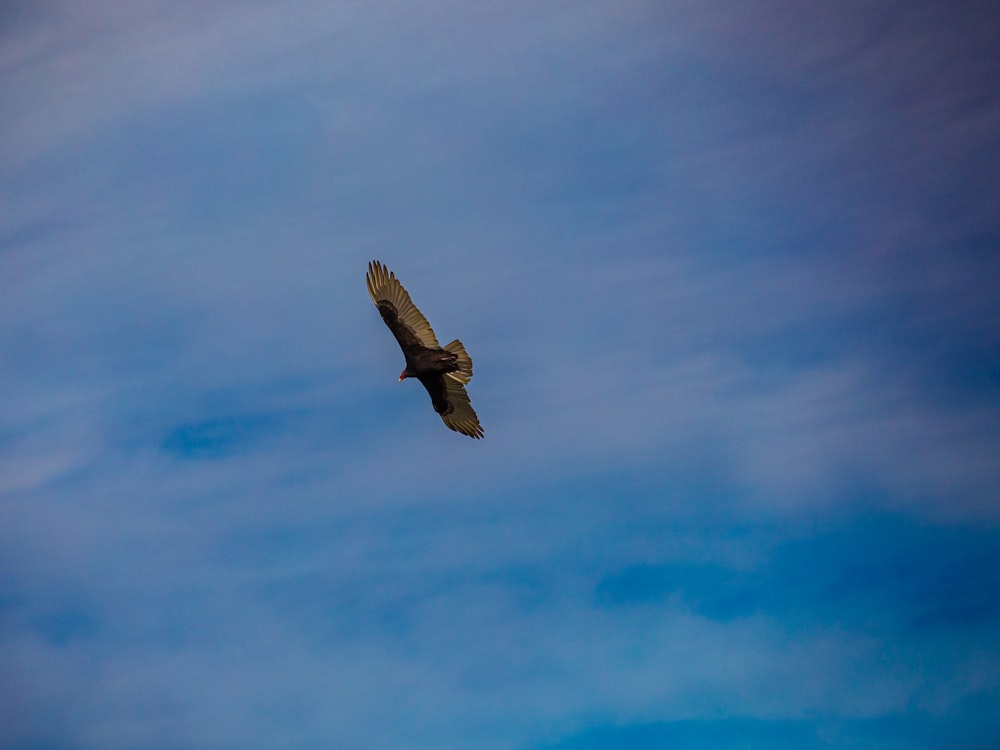 a large bird flying through a cloudy blue sky