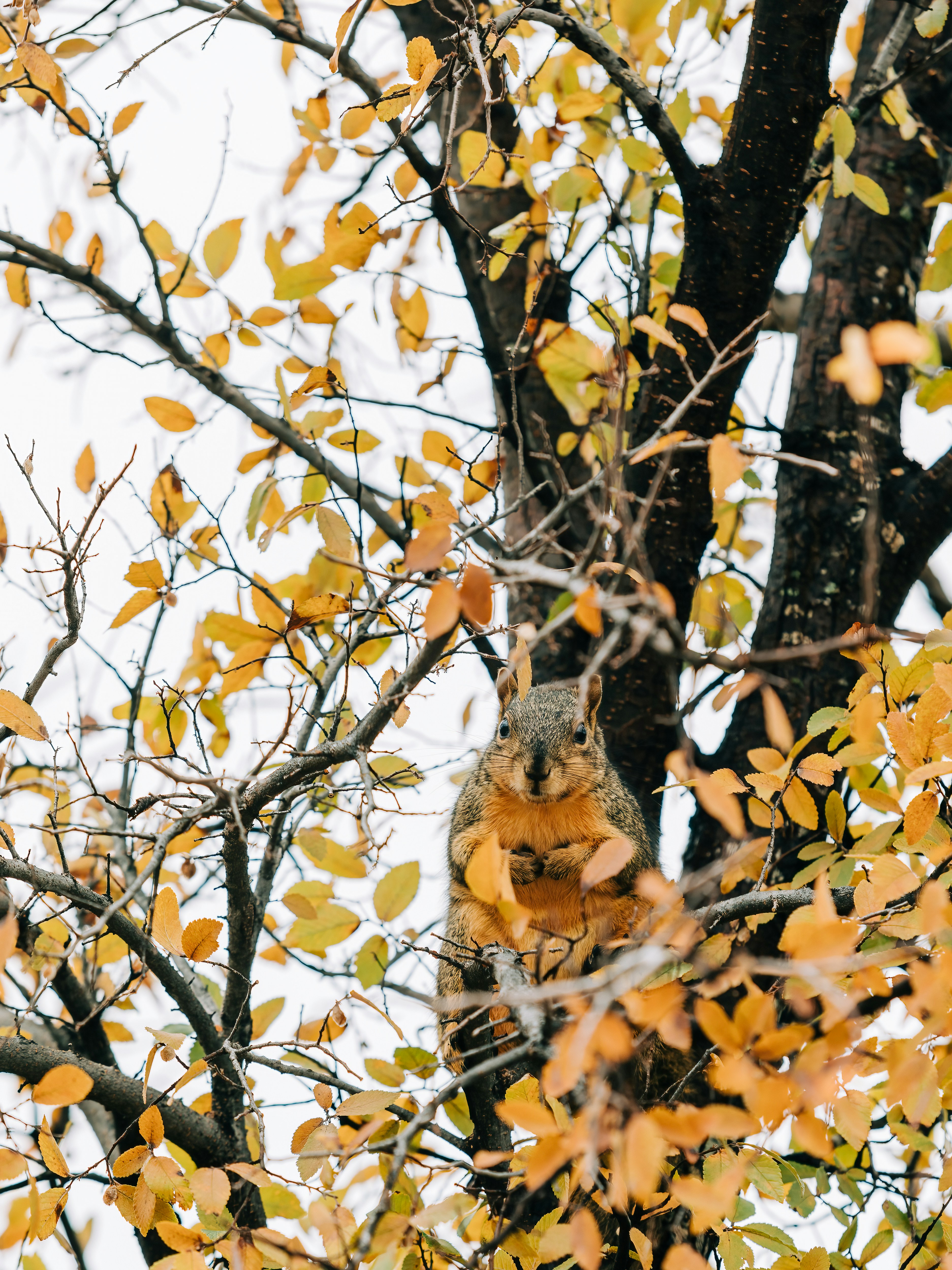 uno scoiattolo seduto in un albero con foglie gialle