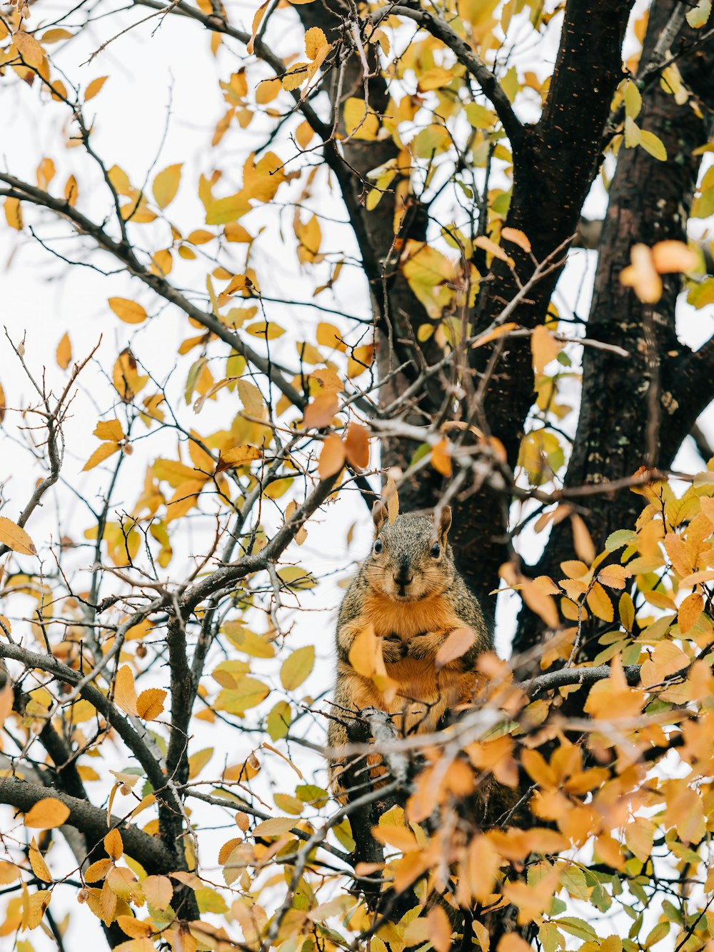 a squirrel sitting in a tree with yellow leaves