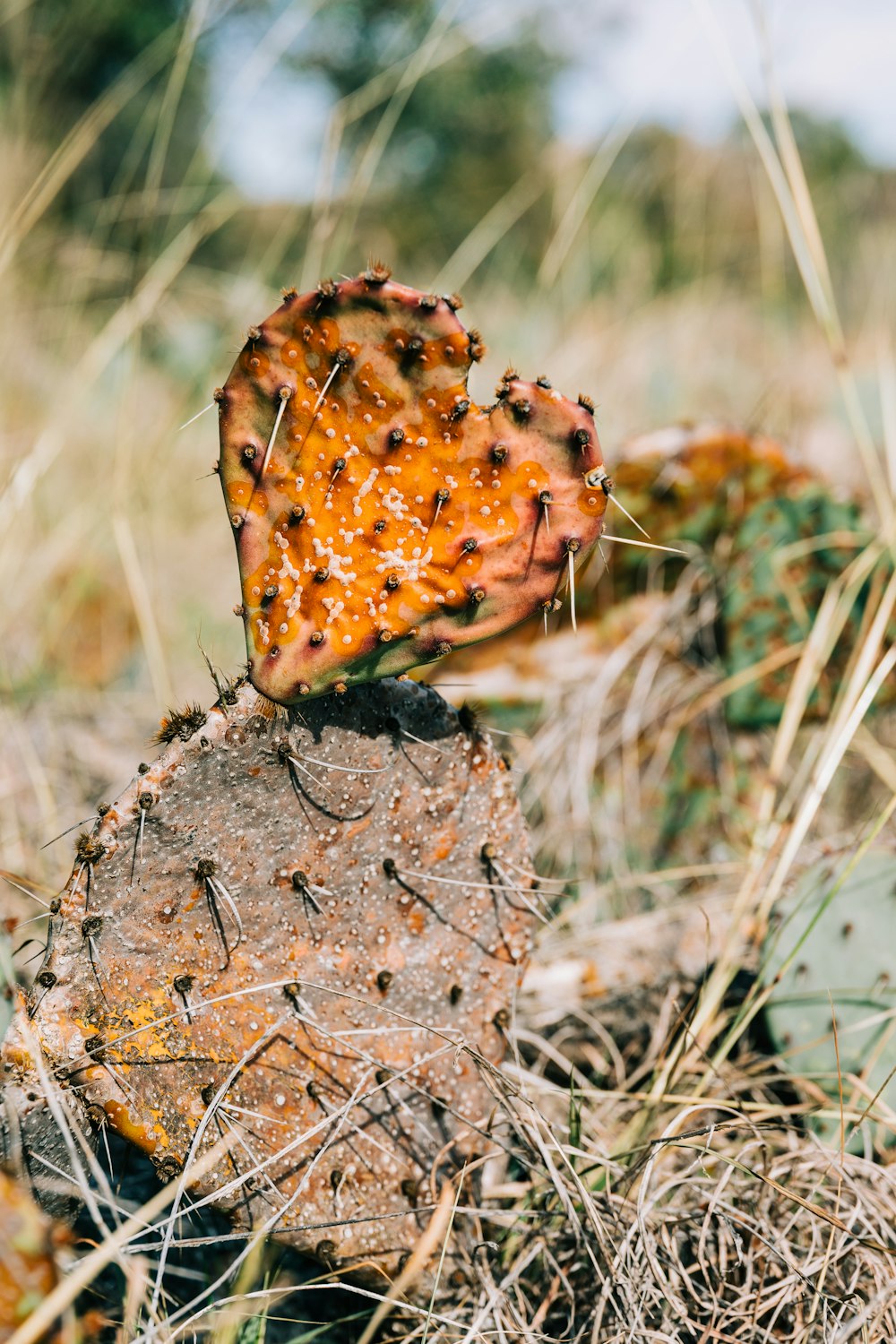 a close up of a cactus plant with lots of dirt on it