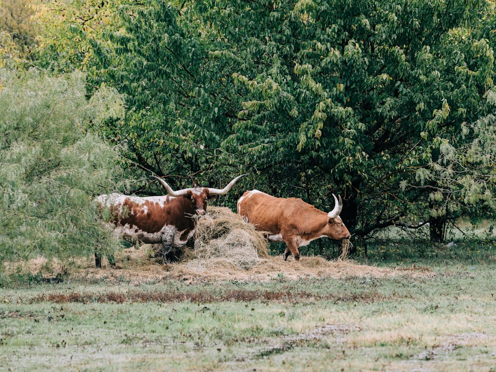 Un par de vacas que están de pie en la hierba
