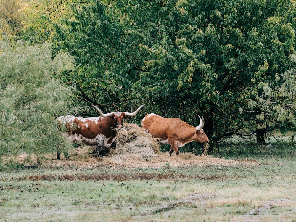 a couple of cows that are standing in the grass