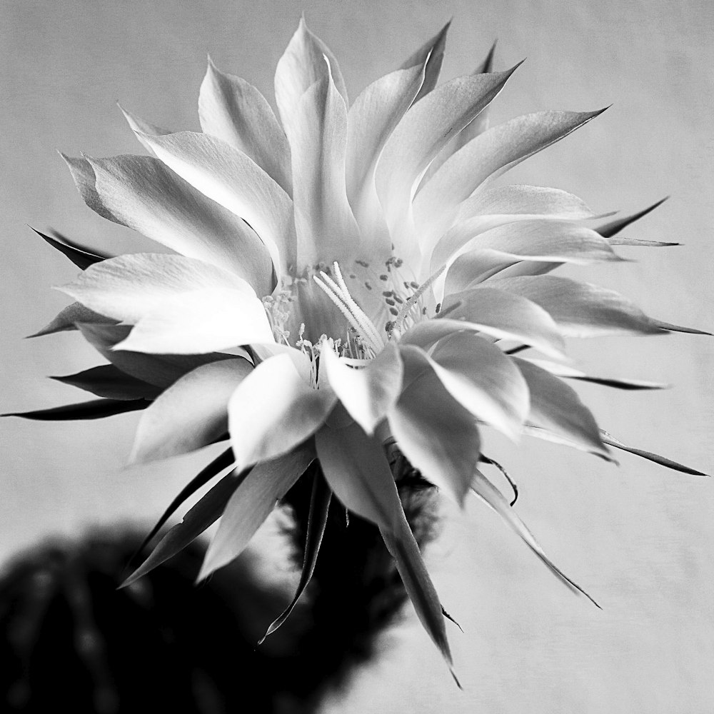 a black and white photo of a flower