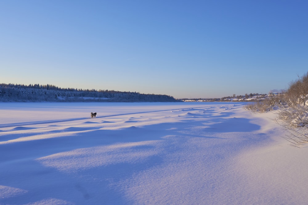 a dog is walking in the snow near a road