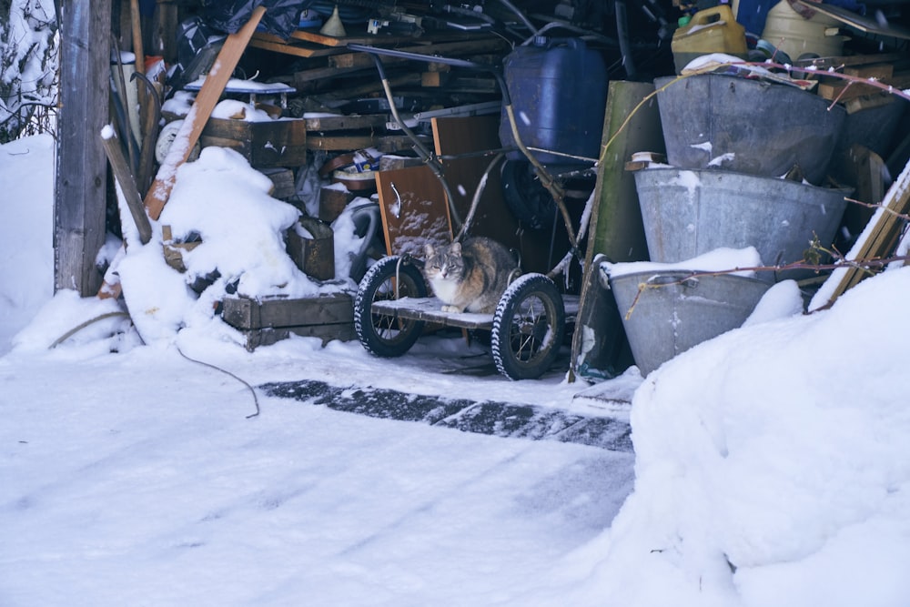 a cat sitting on a wheelbarrow in the snow