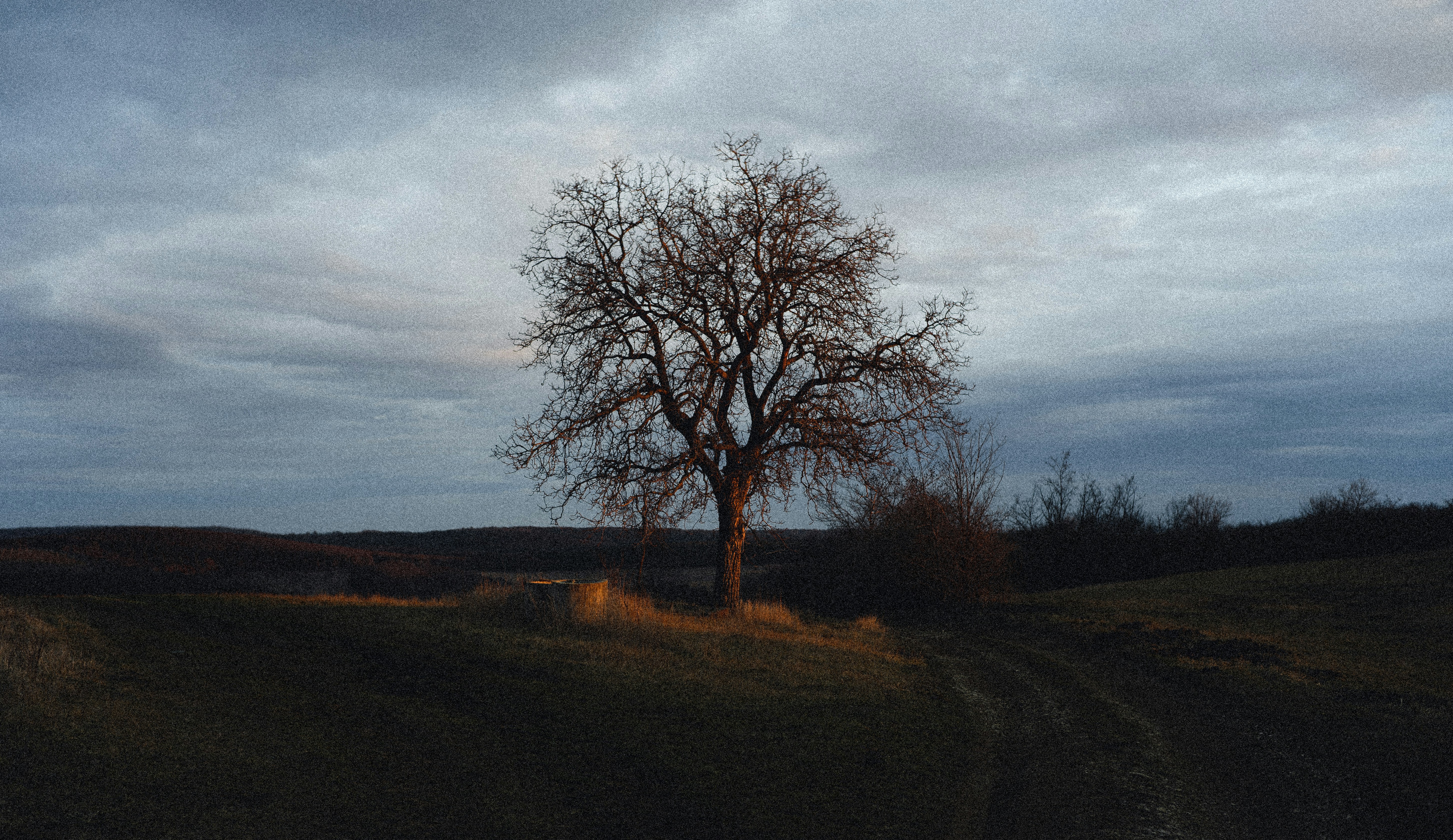 a lone tree in a grassy field under a cloudy sky