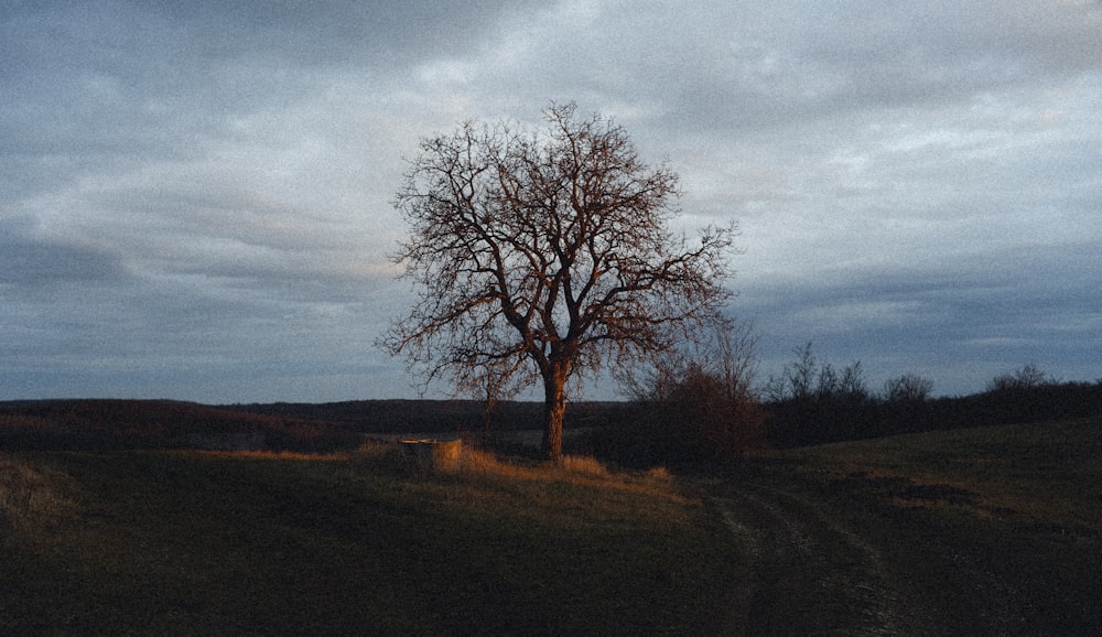 a lone tree in a grassy field under a cloudy sky