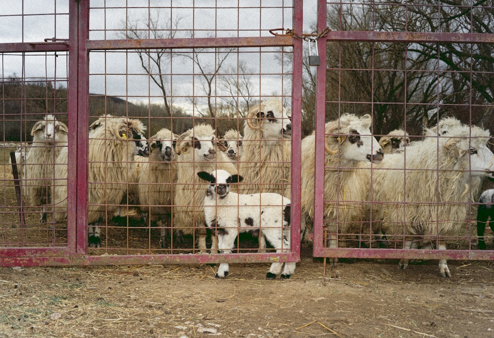 a herd of sheep standing behind a metal fence