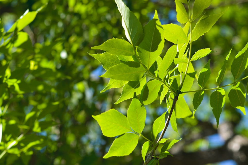 a branch of a tree with green leaves