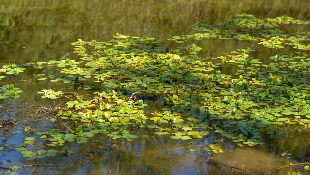 a pond filled with lots of green plants