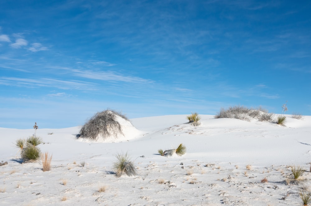 Eine Wüstenlandschaft mit lichten Bäumen und weißem Sand