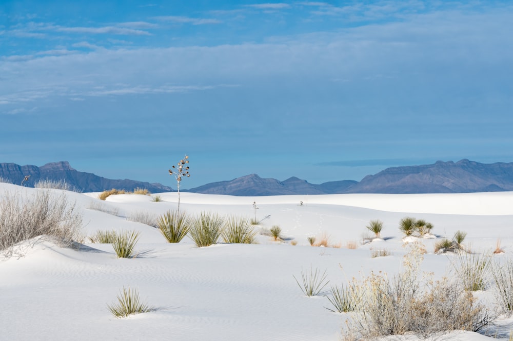 a view of a desert with mountains in the background