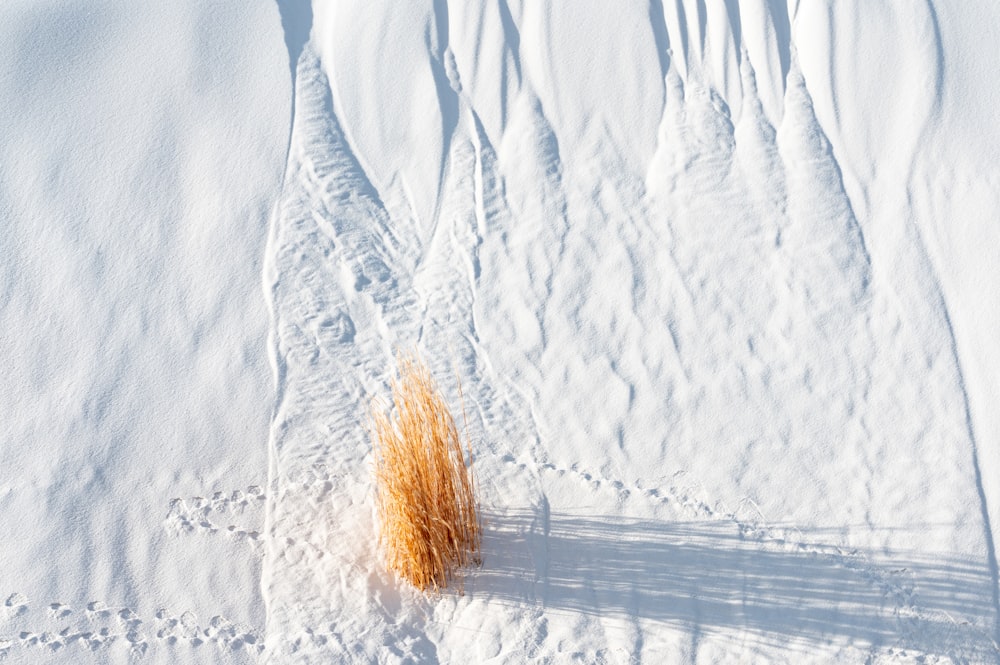 a single stalk of wheat in the snow