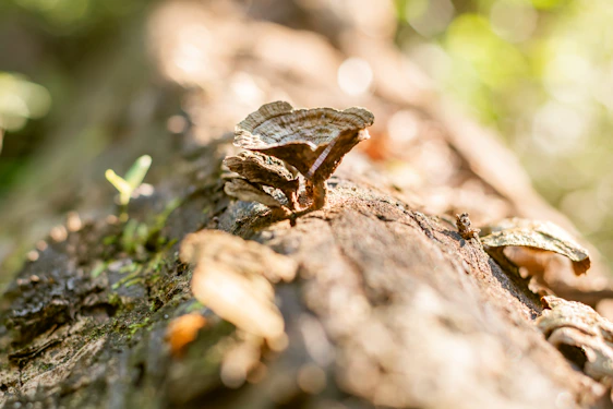 A close-up of vibrant oyster mushrooms growing naturally on rustic wooden logs in a sunlit farm setting.