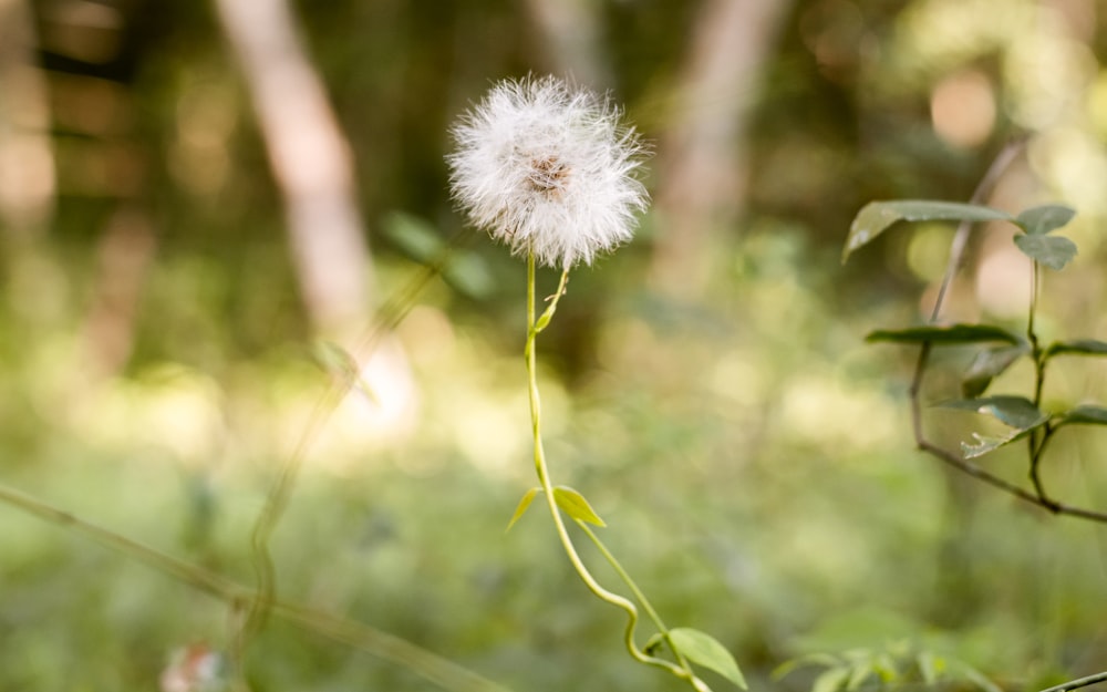 a dandelion in the middle of a forest