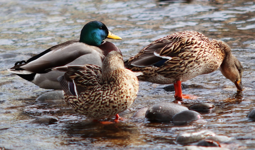 a couple of ducks standing on top of a body of water