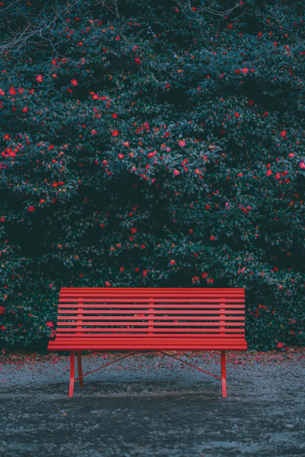 a red bench sitting in front of a tree