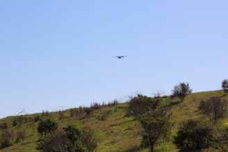 A small propeller airplane is flying over a grassy hillside. The landscape is dotted with sparse bushes and trees, under a clear blue sky.