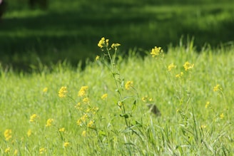 A field of tall, lush green grass with clusters of delicate yellow wildflowers scattered throughout. The natural setting is bright and sunlit, creating a tranquil and serene atmosphere.