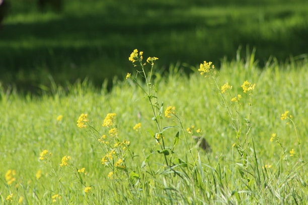 A field of tall, lush green grass with clusters of delicate yellow wildflowers scattered throughout. The natural setting is bright and sunlit, creating a tranquil and serene atmosphere.