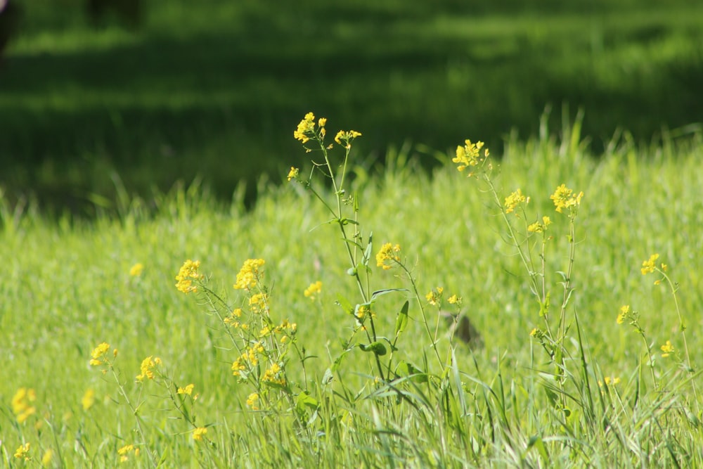 Un champ plein d’herbe verte et de fleurs jaunes