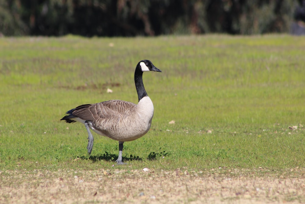 a goose is standing in a grassy field