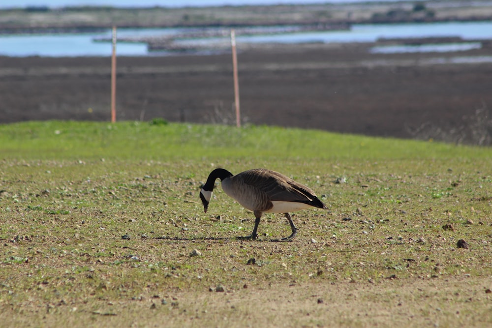 a bird walking across a grass covered field