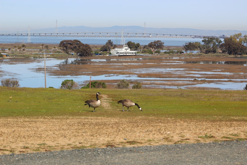 a couple of birds walking across a grass covered field