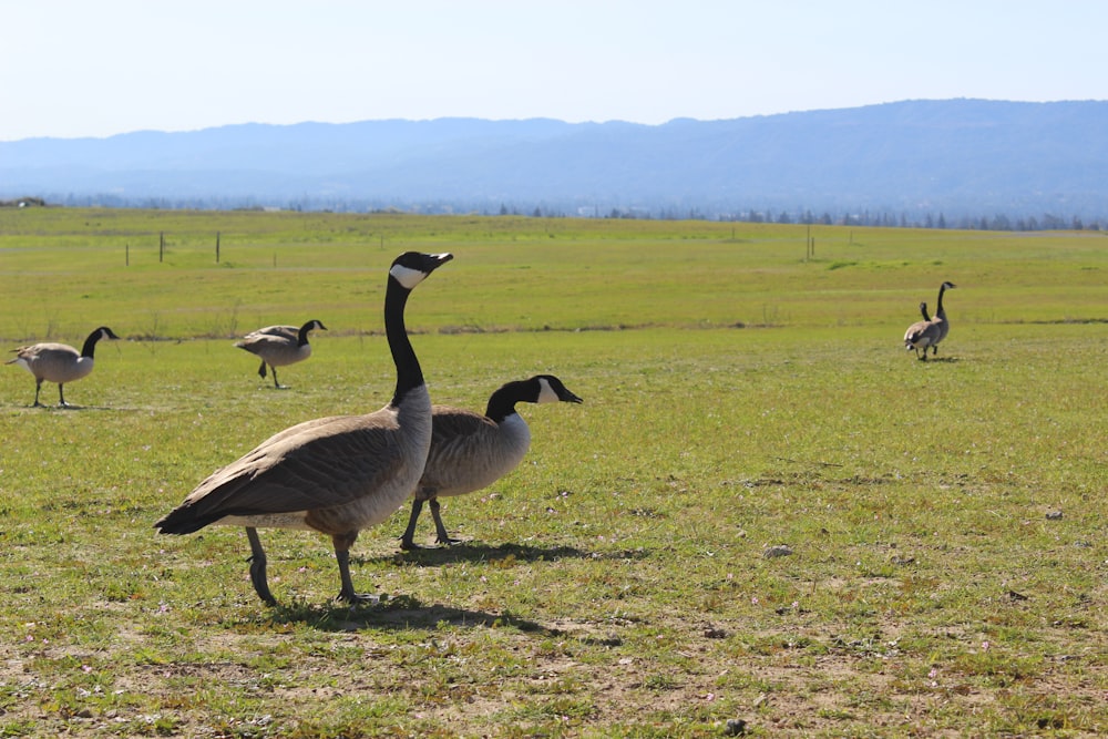 a flock of geese walking across a grass covered field