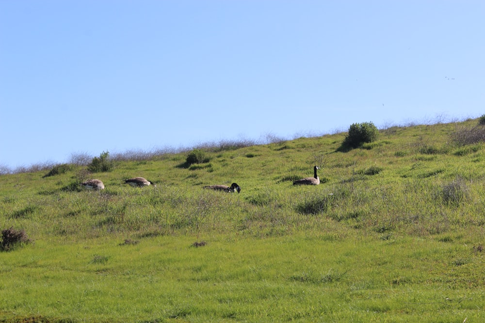 a group of animals grazing on a lush green hillside