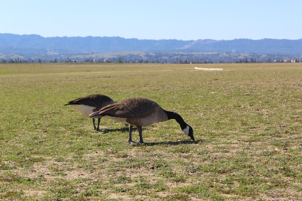 a couple of birds standing on top of a grass covered field