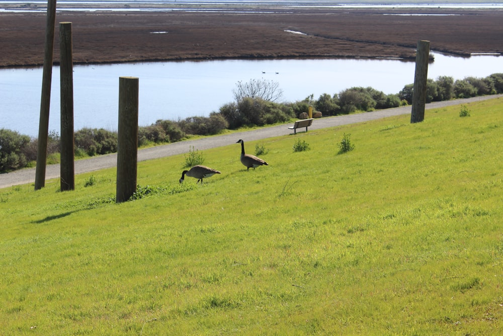 a couple of geese walking down a grassy hill