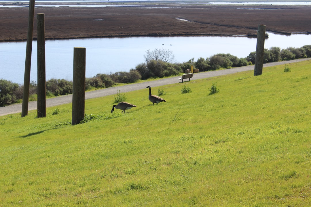 a couple of geese walking down a grassy hill,