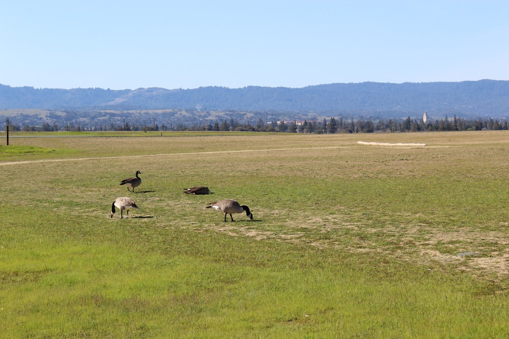 a group of animals that are standing in the grass