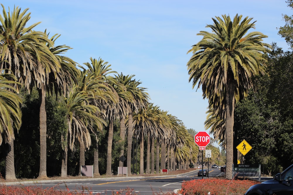 a stop sign in front of a row of palm trees