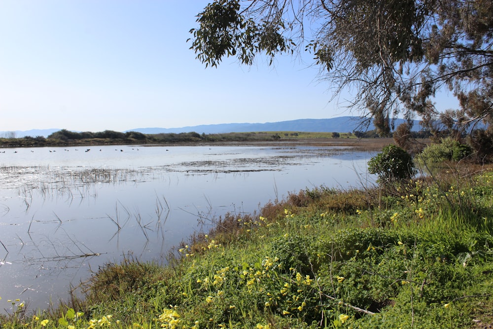 a body of water surrounded by a lush green field