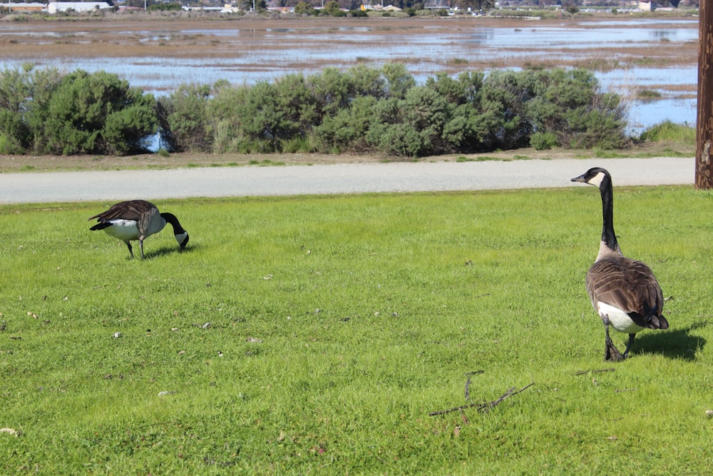 a couple of geese standing on top of a lush green field