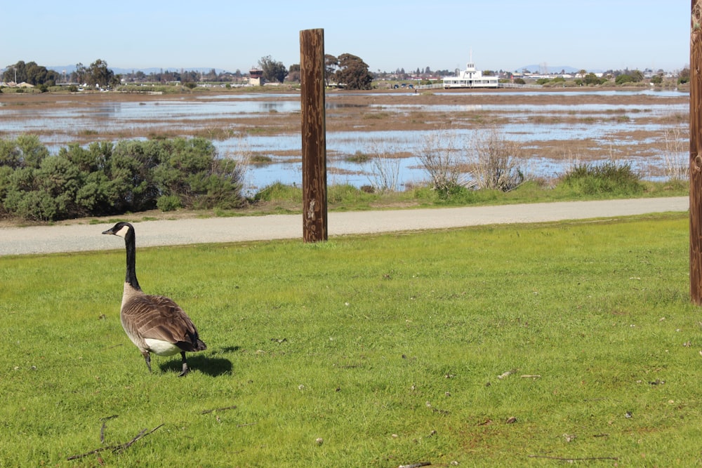 a goose is walking in the grass by the water