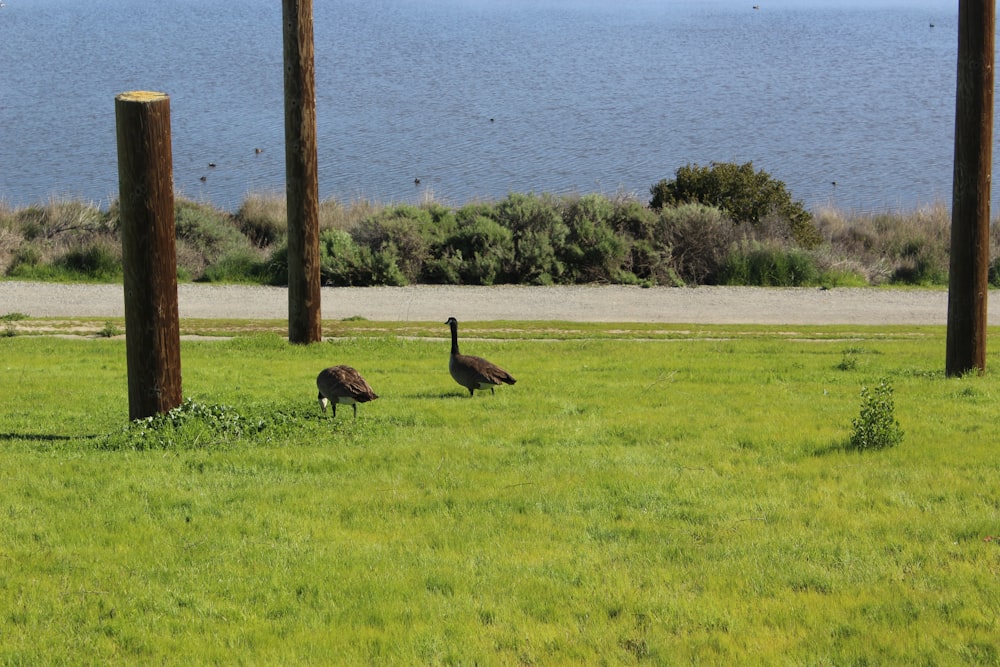 a couple of birds standing on top of a lush green field