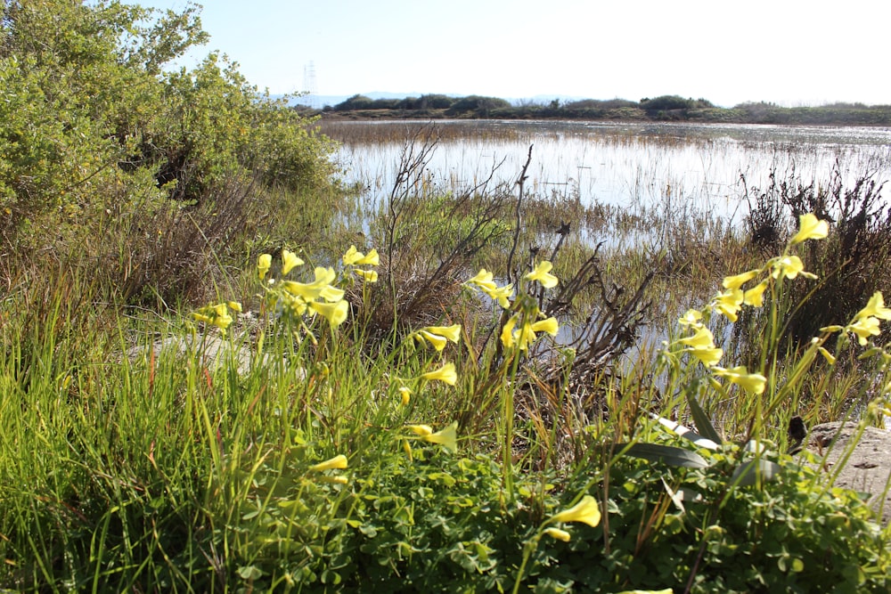 a bunch of flowers that are by some water