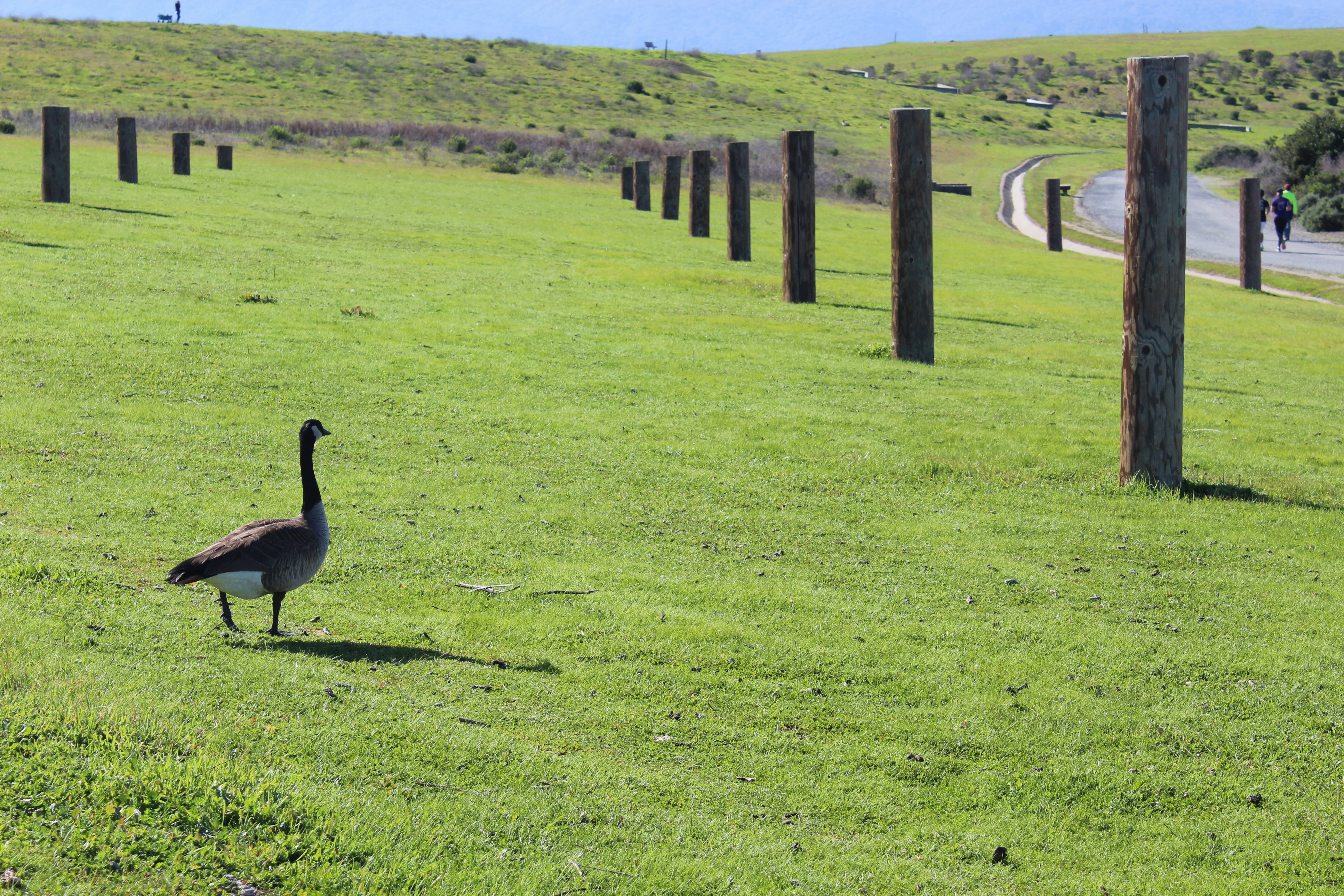 a large bird walking across a lush green field