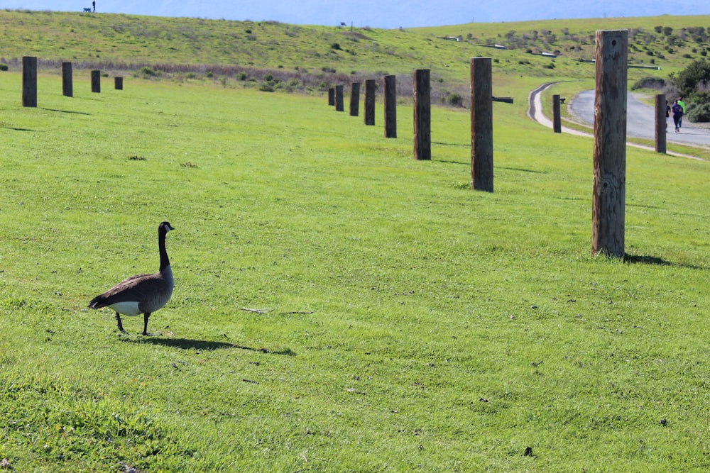 a large bird walking across a lush green field