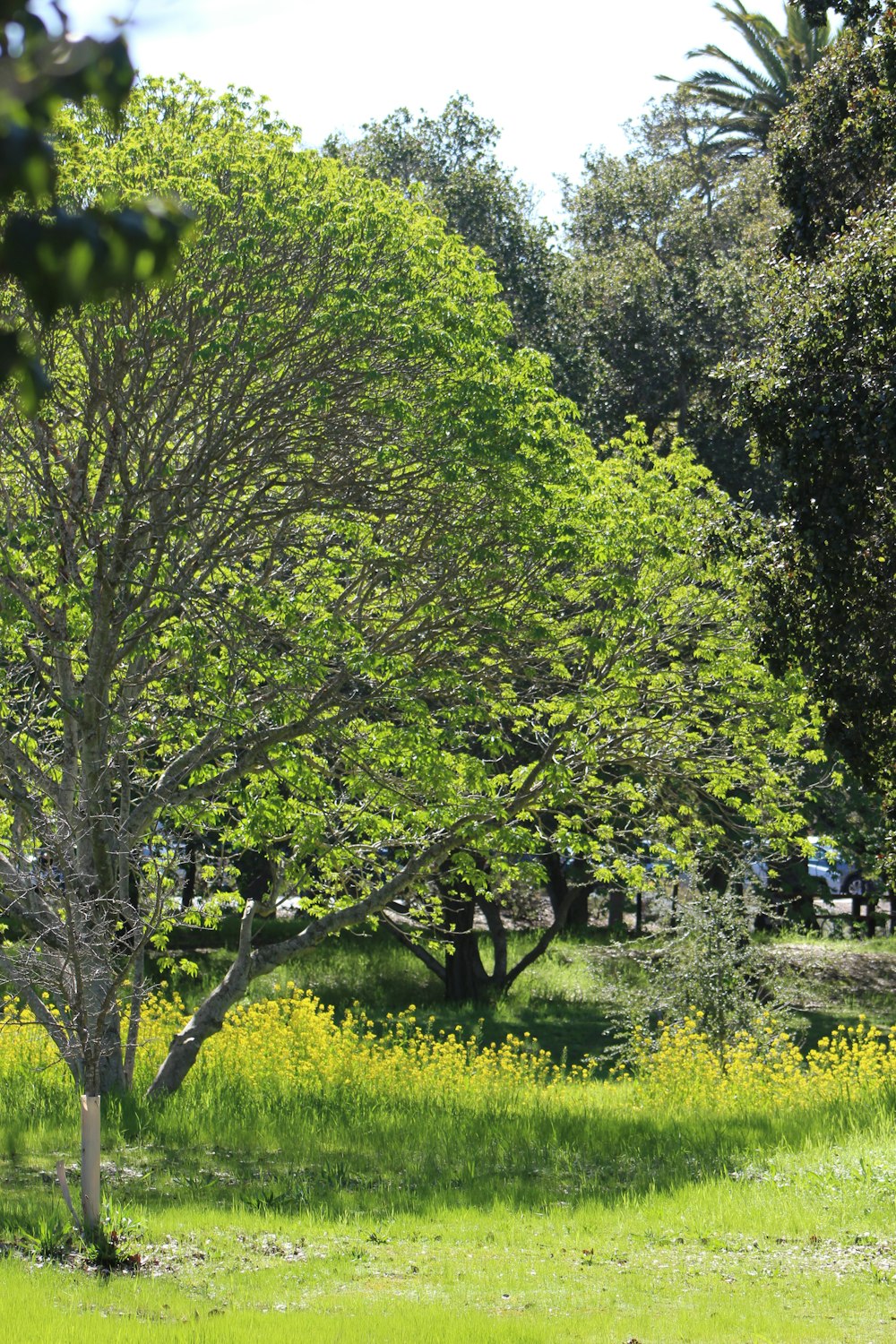 a large tree in a grassy area with yellow flowers