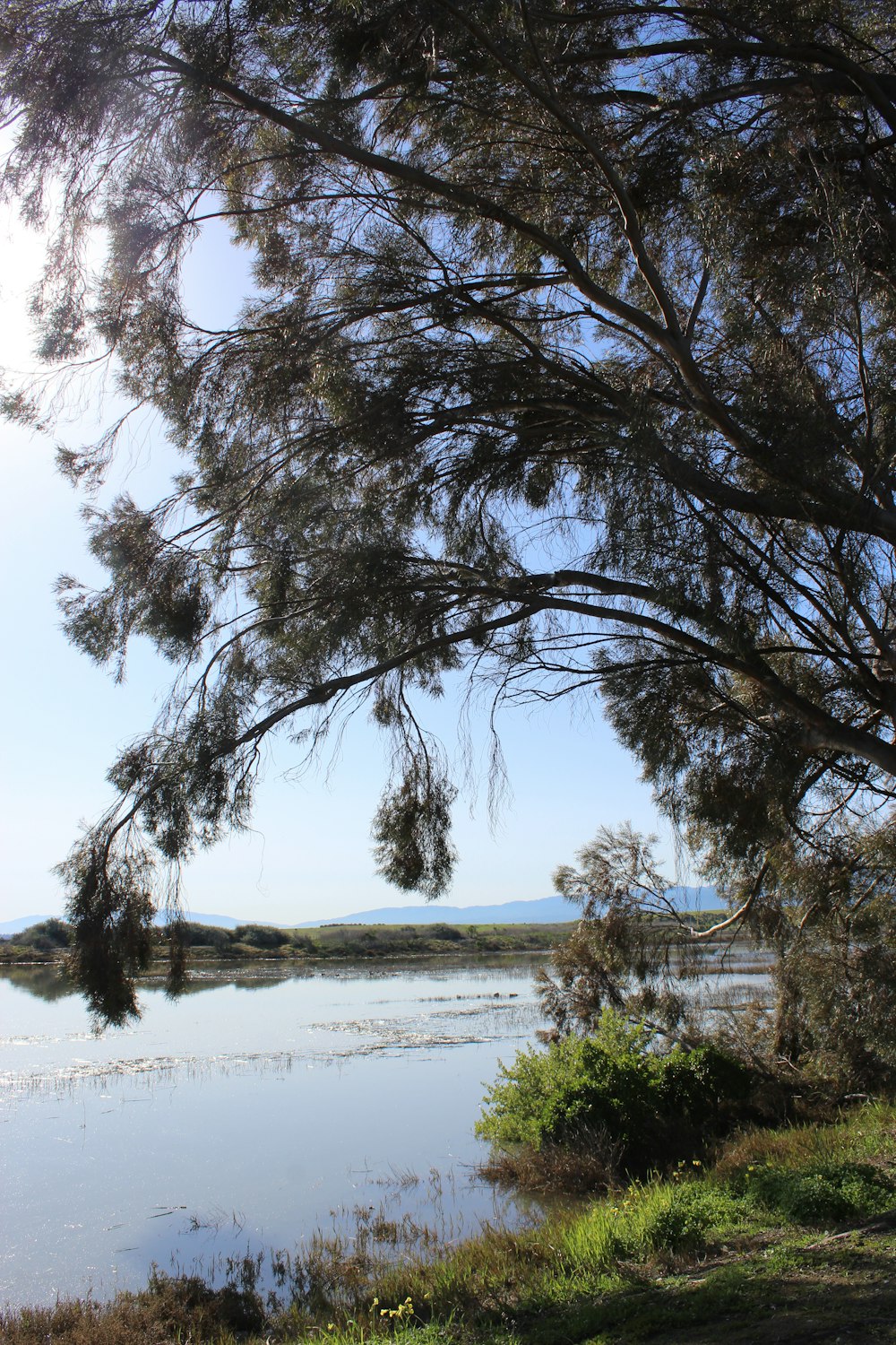 a large body of water surrounded by trees