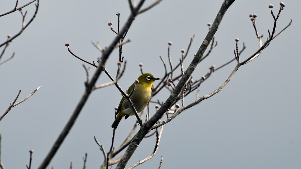 Ein kleiner gelber Vogel sitzt auf einem Ast