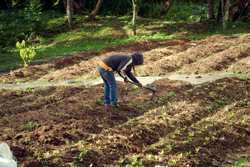a person digging in a field with a shovel