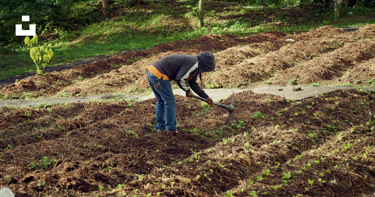 Field Dig A person digging in a field with a shovel photo – Free Guerra Image on ...