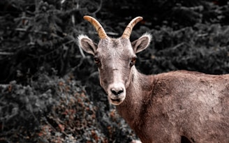 A goat with curved horns stands in front of a blurred, dark forest background. Its short fur is a mix of gray and brown tones, and its ears stand alertly to the sides.